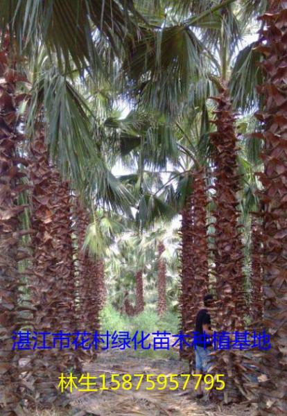 供應(yīng)四川老人葵