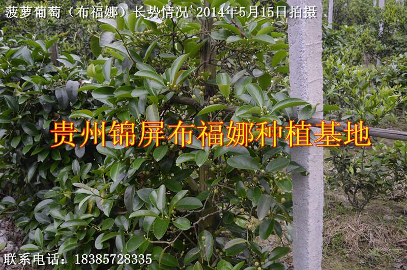 麗江布福娜種苗價錢圖片