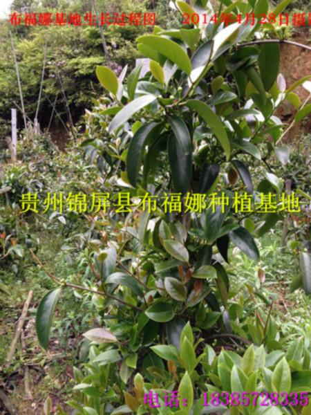 供應(yīng)株洲布福娜種苗供貨商，株洲布福娜種苗經(jīng)銷商，株洲布福娜種苗報價
