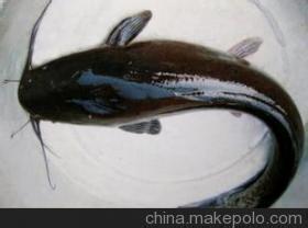 供應(yīng)廣州胡子鰱魚苗批發(fā)價格，花都優(yōu)質(zhì)胡子鰱魚苗供貨商