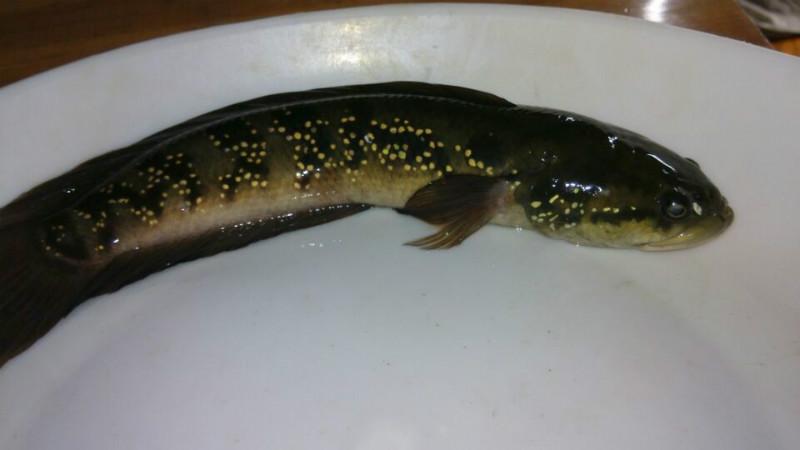 供應(yīng)廣州大口鰱苗批發(fā)商、供應(yīng)廣州大口鰱苗批發(fā)商