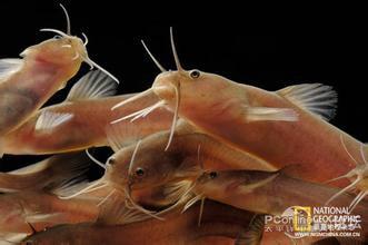 供應(yīng)廣州胡子鰱魚苗公司