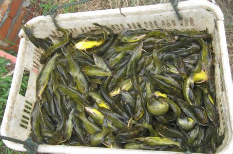 供應(yīng)廣州優(yōu)質(zhì)黃桑魚(yú)養(yǎng)殖基地，廣州優(yōu)質(zhì)黃桑魚(yú)公司，廣州優(yōu)質(zhì)黃桑魚(yú)批發(fā)