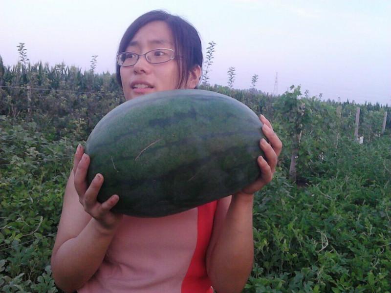 十月一黃金周采摘葡萄釀酒葡萄采摘，在哪里可以購買石家莊靈壽縣五岳寨