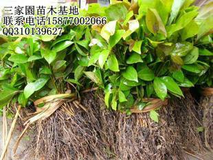 供應(yīng)天竺桂苗，天竺桂苗價(jià)格