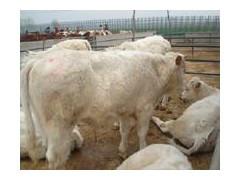 供應(yīng)夏洛萊小牛西門塔爾小牛犢