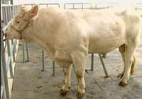 供應(yīng)內(nèi)蒙那里有要西門(mén)塔爾小牛犢