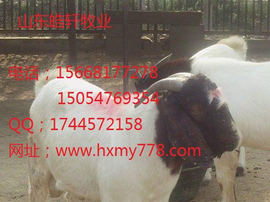 純波爾山羊價格圖片