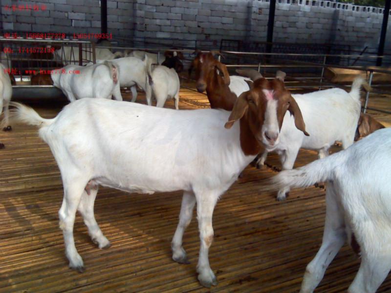 黑龍江小尾寒羊*山羊價格