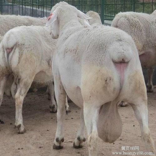 杜泊羊圖片/杜泊羊樣板圖 (2)