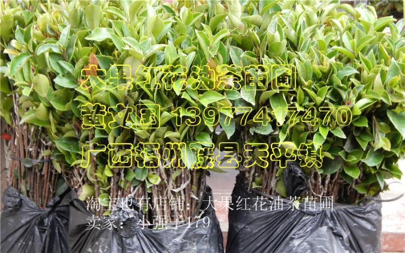 供應軟枝油茶嫁接苗價格，軟枝油茶嫁接苗廠家，軟枝油茶嫁接苗供應商
