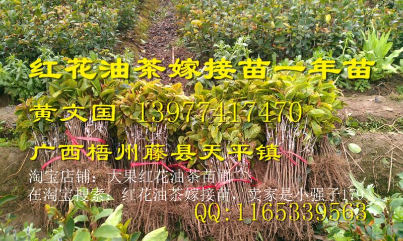 嫁接苗圖片/嫁接苗樣板圖 (3)