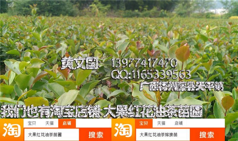軟枝油茶實(shí)生苗3號(hào)3年苗圖片