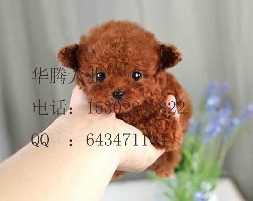 供應(yīng)泰迪熊價(jià)格 紅色泰迪熊犬價(jià)錢(qián) 泰迪熊犬多少錢(qián) 泰迪熊犬好養(yǎng)嗎