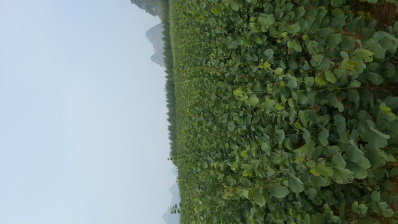 6-10公分宮粉紫荊袋苗圖片