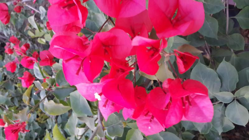 供應(yīng)廣西三角梅批發(fā)*價，廣西柳州三角梅批發(fā)*價