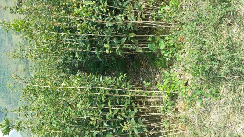 供應(yīng)桂花供應(yīng)商，桂花苗批發(fā)，桂花苗批發(fā)商