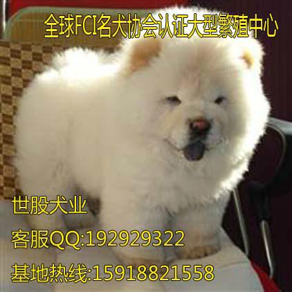 广州市松狮幼犬厂家广州松狮犬什么地方有卖 纯种松狮犬多少钱