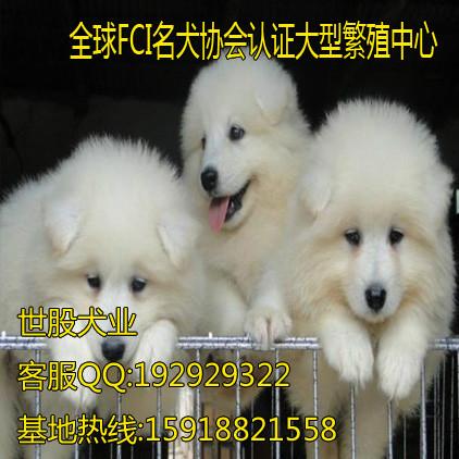 广州买萨摩耶最好 专业繁殖高品质萨摩耶犬图片