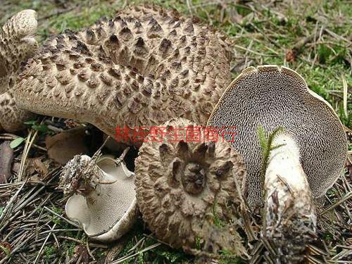 供應(yīng)樂從*菌哪里有賣