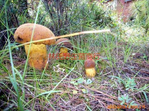 供應(yīng)佛山新鮮*菌批發(fā)，佛山新鮮*菌廠家，佛山新鮮*菌報(bào)價(jià)