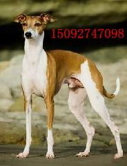 常年供應(yīng)獵兔犬 那里有純種靈緹犬 純種獵兔犬價格純種格力犬幼犬多