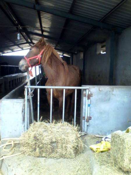 供應(yīng)哪里有賣(mài)騎著玩的馬