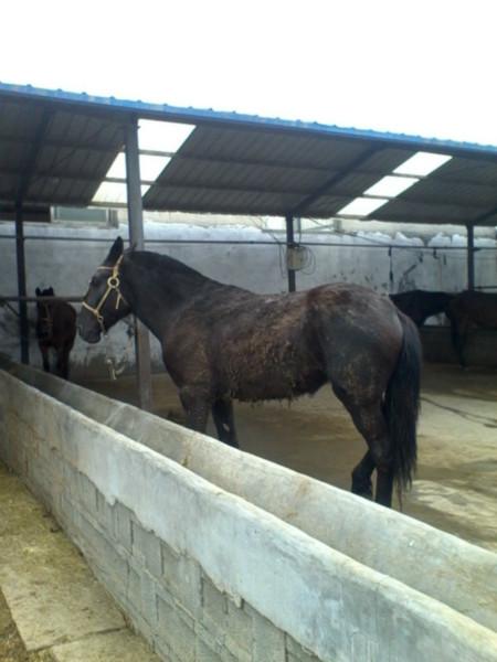 供應(yīng)哪里有賣(mài)騎著玩的馬