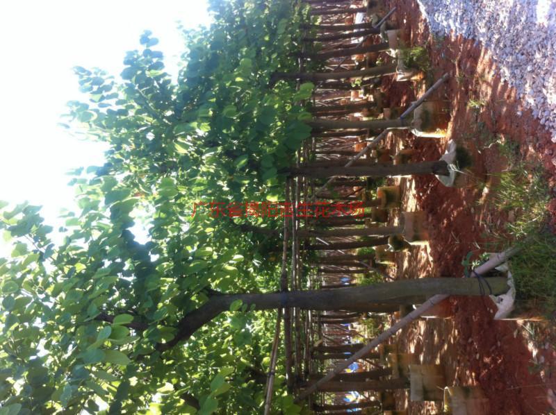 供應(yīng)紅花紫荊6公分袋苗、紅花紫荊7公分袋苗、紅花紫荊批發(fā)