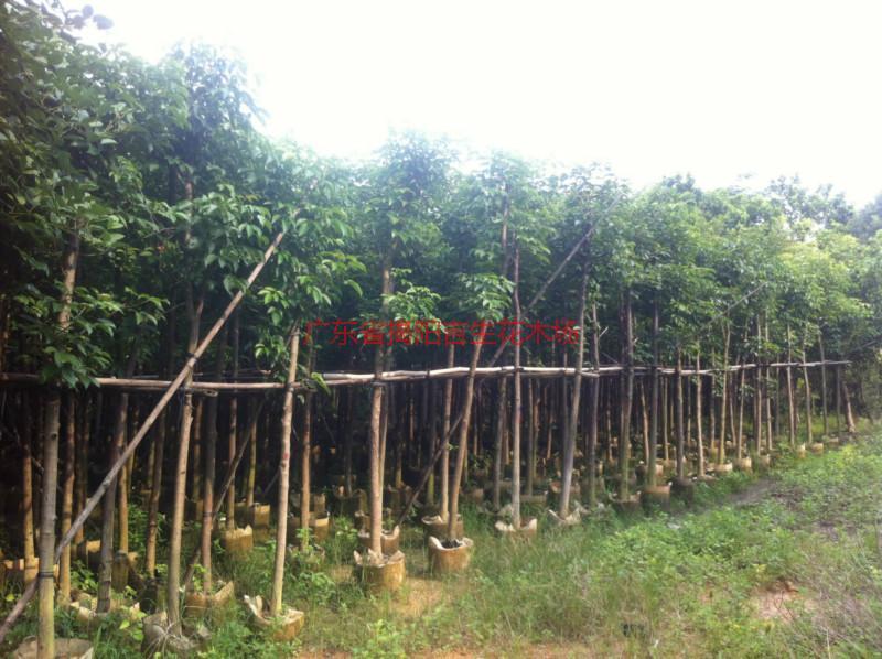 菩提榕圖片/菩提榕樣板圖 (3)