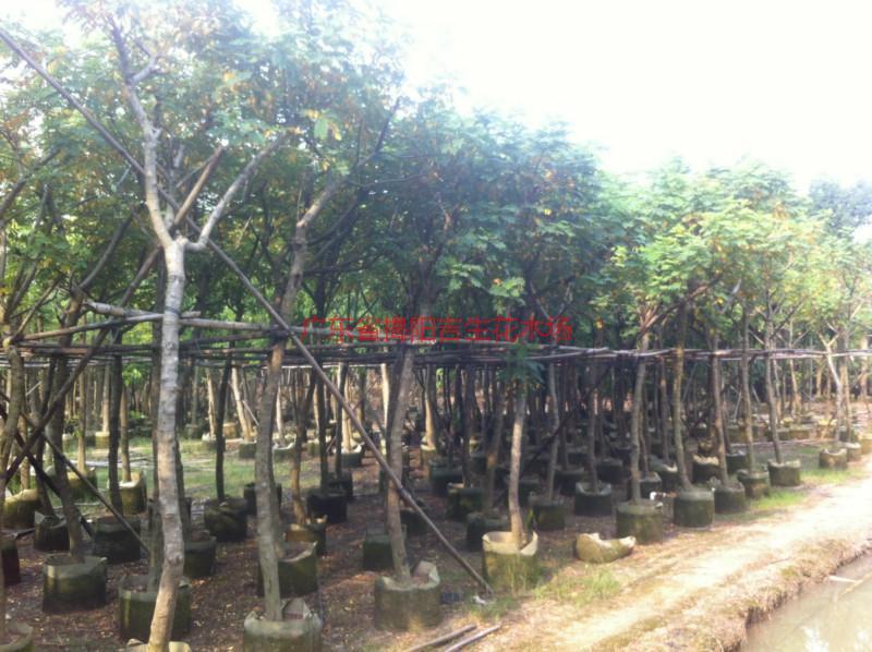 紫荊圖片/紫荊樣板圖 (3)