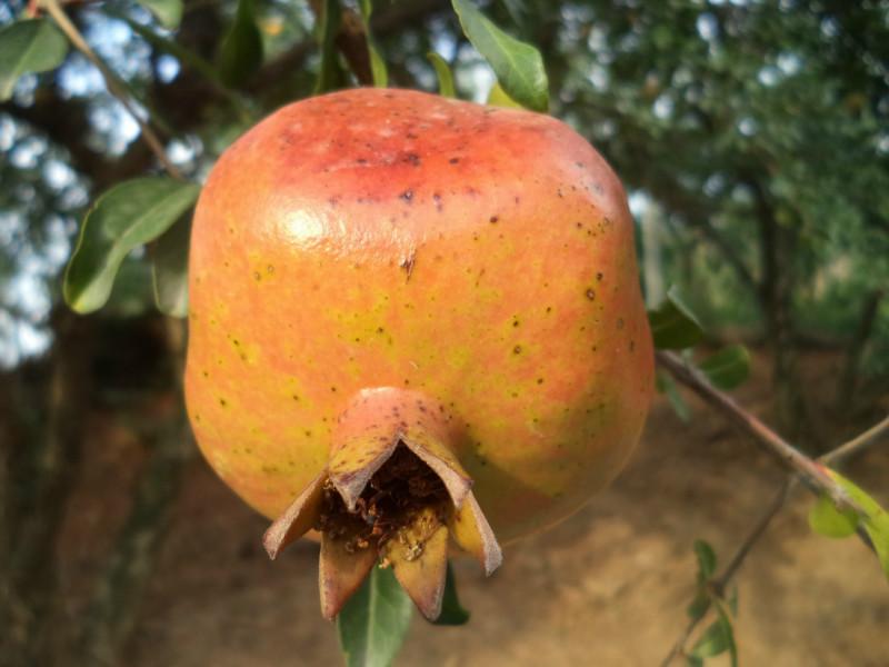紅石榴廠家批發(fā)圖片