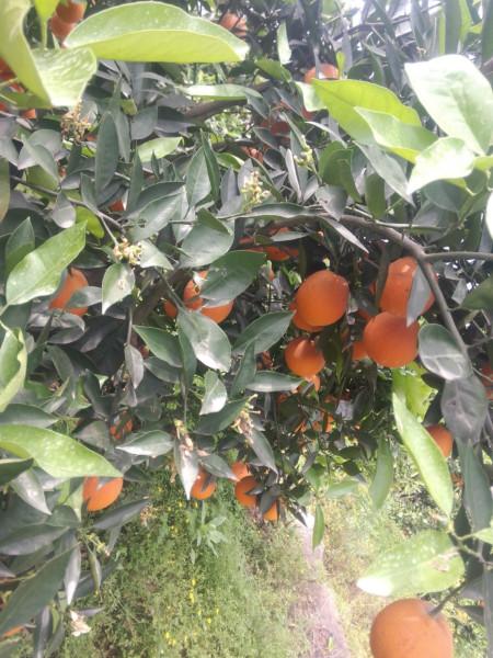 供應(yīng)湖北長紅臍橙/長紅盛產(chǎn)基地