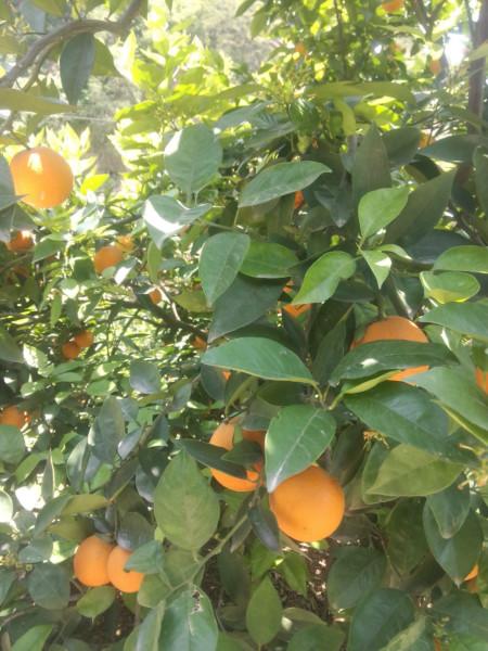 優(yōu)質(zhì)宜昌秭歸臍橙圖片