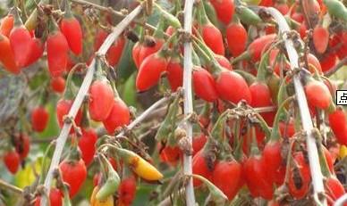 供應(yīng)寧夏枸杞樹(shù)苗0207寧杞7號(hào)9號(hào)苗木