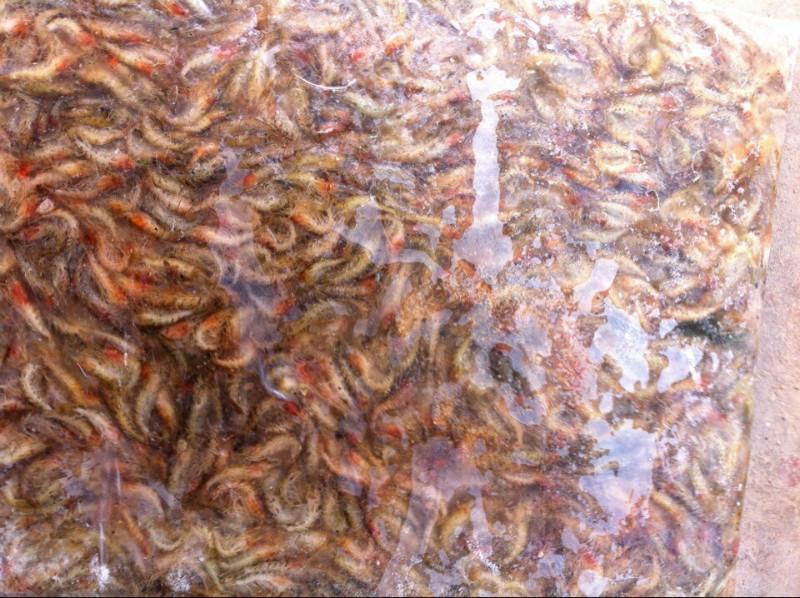供應(yīng)魚飼料，紅蟲，小鯽魚魚飼料
