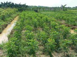 供應(yīng)黃槐小苗價(jià)格、黃槐小苗價(jià)錢、黃槐小苗報(bào)價(jià)13592927945