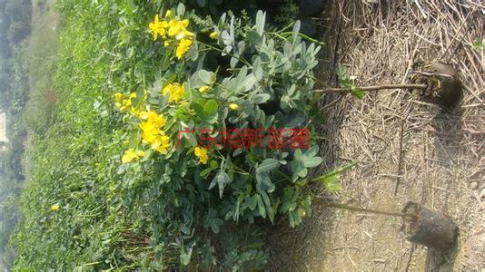 供應(yīng)雙夾槐小苗產(chǎn)地，雙夾槐小苗價格10元一棵13592927945