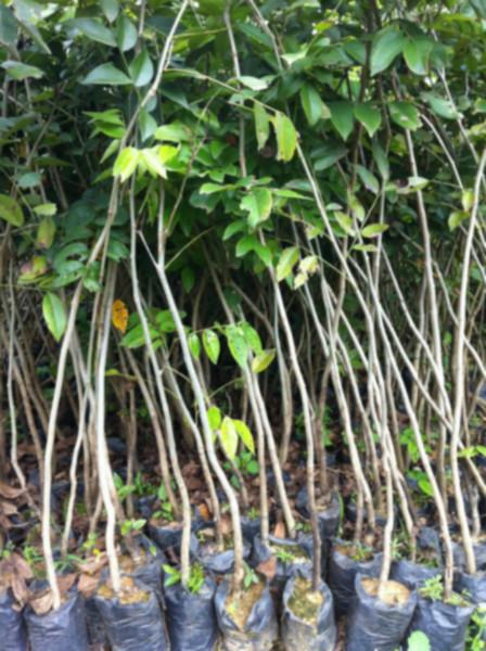 廣東50公分菩提樹苗銷售批發(fā)銷售報價種植園