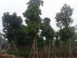 供應(yīng)人面子*價(jià)格、人面子移栽樹、人面子各種規(guī)格。