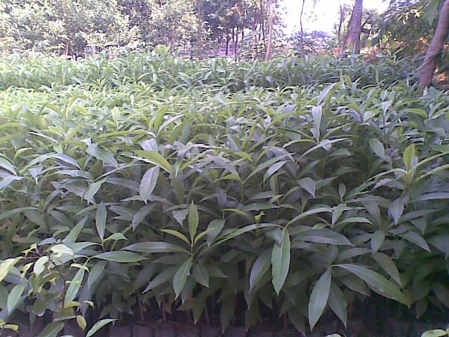 供應(yīng)廣東盆架子小苗一顆多少錢，盆架子小苗虧本清貨