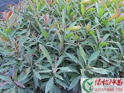 供應(yīng)揭陽(yáng)水石榕價(jià)格，水石榕小苗價(jià)格，水石榕價(jià)格咨詢廣東榕新苗圃