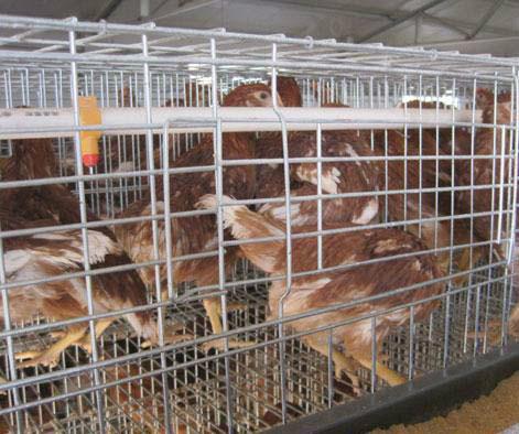 供應(yīng)新鄉(xiāng)青年雞新鄉(xiāng)青年雞供應(yīng)