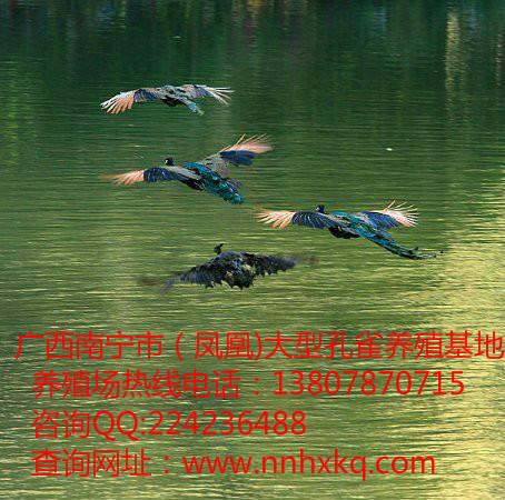 供應(yīng)玉林*養(yǎng)殖場(chǎng)，玉林*多少錢