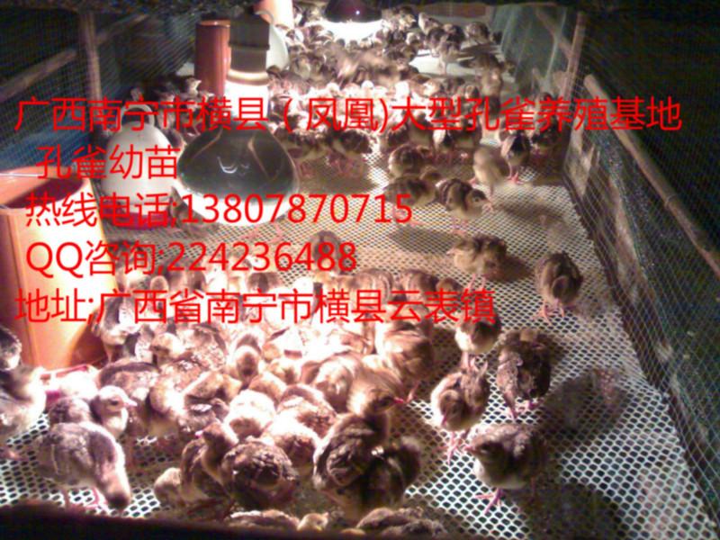 藍(lán)孔雀養(yǎng)殖場(chǎng)圖片/藍(lán)孔雀養(yǎng)殖場(chǎng)樣板圖 (2)