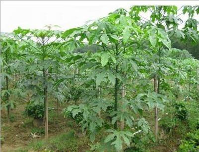 澳洲火焰木圖片