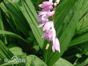 供應(yīng)四川白及種子種苗_四川白及種子怎么賣_四川白及種子苗圃直銷