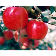 供應農(nóng)科院中楊基地蘋果苗