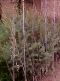 晉南側(cè)柏苗圖片/晉南側(cè)柏苗樣板圖 (4)