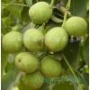 供應(yīng)堯王故里優(yōu)種核桃苗